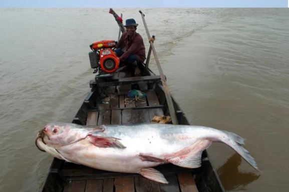 Điểm mặt 6 'thủy quái' đáng sợ nhất sông Mê Kông và thế giới