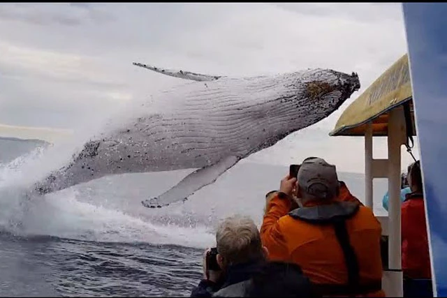 Cá voi khổng lồ nhảy lên khỏi mặt nước.