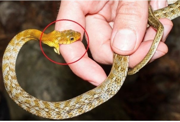 Cách nhận biết rắn độc và các bước sơ cứu đúng nhất khi bị rắn cắn