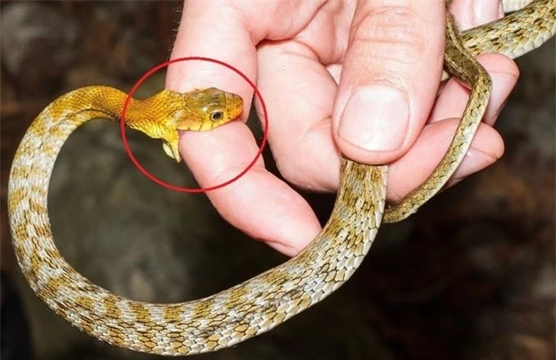 Khi bị rắn cắn, nếu không được sơ cứu kịp thời và đúng cách có thể gây nguy hiểm đến tính mạng. Ảnh minh họa