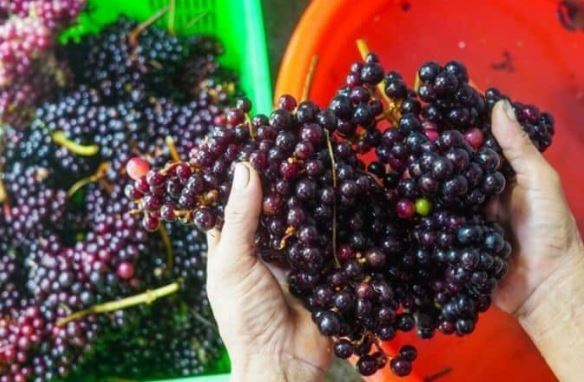 Loại quả dại xưa không ai biết đến, giờ làm thành món đặc sản vị chua ngọt được ưa chuộng, 120.000 đồng/kg