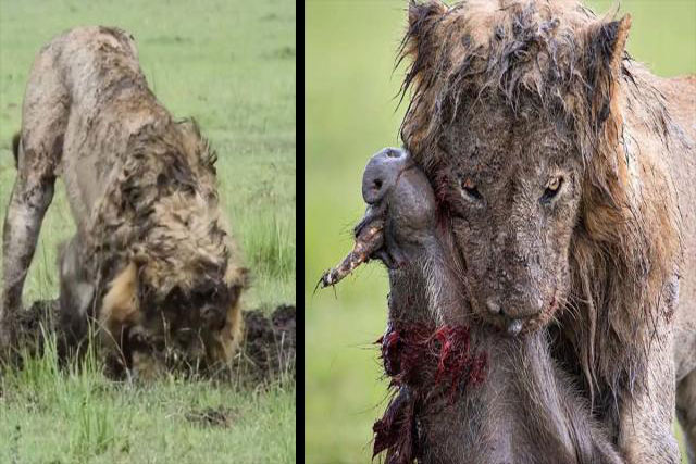 CLIP: Sư tử đực hì hục đào hang, quyết tâm hạ sát lợn bướu