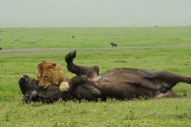 CLIP: Trâu rừng già cô đơn bị sư tử đực đoạt mạng