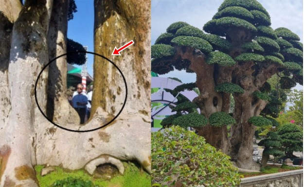 Cây dúi 1000 tuổi nổi tiếng nhất Bình Định: Có dáng tháp Chăm cổ, trả 23 tỷ vẫn không bán