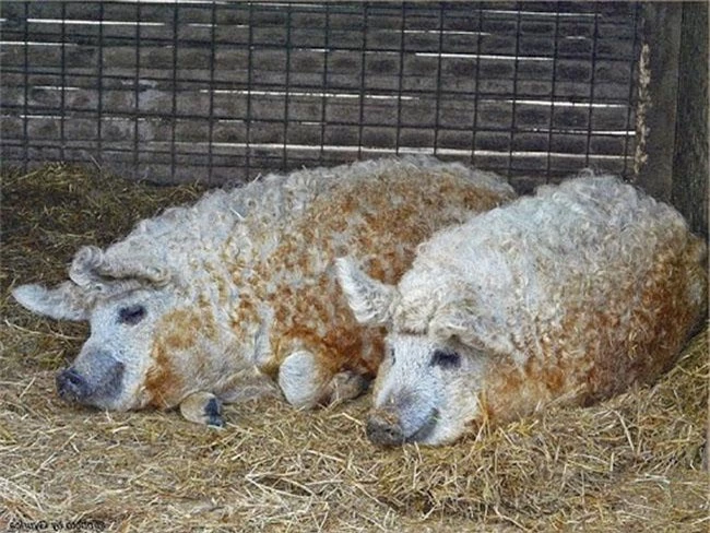 Loài lợn nhìn giống cừu có thịt ngon như bò Kobe, đã từng trên bờ vực tuyệt chủng nay hồi sinh, giá 600.000 đồng/kg - 1