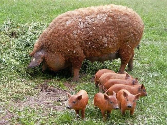 Loài lợn nhìn giống cừu có thịt ngon như bò Kobe, đã từng trên bờ vực tuyệt chủng nay hồi sinh, giá 600.000 đồng/kg - 2