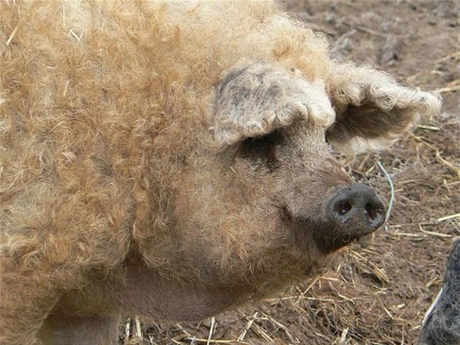Loài lợn nhìn giống cừu có thịt ngon như bò Kobe, đã từng trên bờ vực tuyệt chủng nay hồi sinh, giá 600.000 đồng/kg - 3