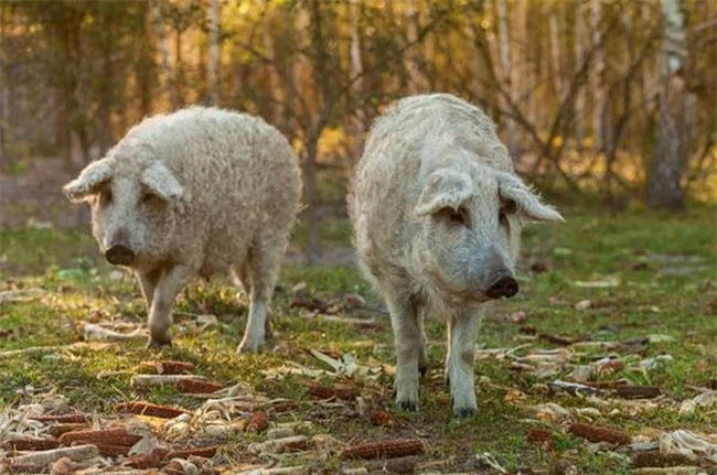 Loài lợn nhìn giống cừu có thịt ngon như bò Kobe, đã từng trên bờ vực tuyệt chủng nay hồi sinh, giá 600.000 đồng/kg - 4