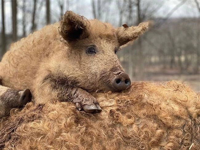 Loài lợn nhìn giống cừu có thịt ngon như bò Kobe, đã từng trên bờ vực tuyệt chủng nay hồi sinh, giá 600.000 đồng/kg - 5
