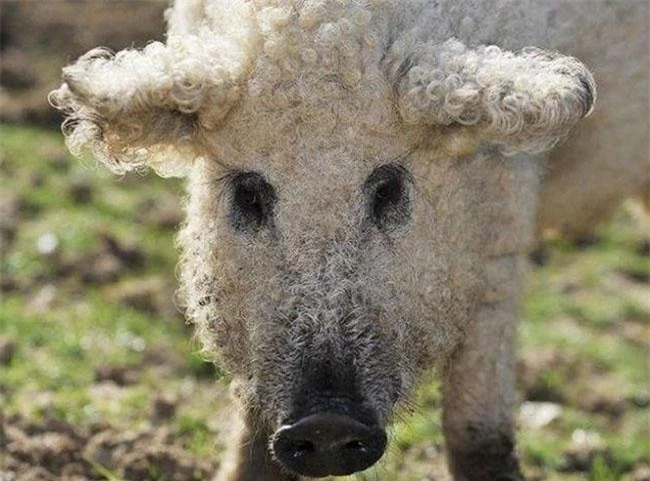 Loài lợn nhìn giống cừu có thịt ngon như bò Kobe, đã từng trên bờ vực tuyệt chủng nay hồi sinh, giá 600.000 đồng/kg - 8