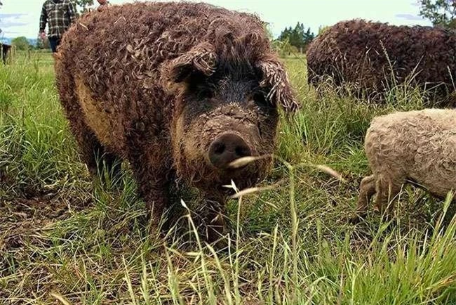 Loài lợn nhìn giống cừu có thịt ngon như bò Kobe, đã từng trên bờ vực tuyệt chủng nay hồi sinh, giá 600.000 đồng/kg - 9