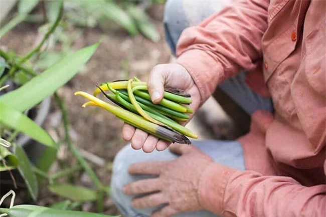 Việt Nam trồng thành công “siêu” hương liệu cho nhiều món ăn, giá bán lên tới 20 triệu đồng/kg - 9