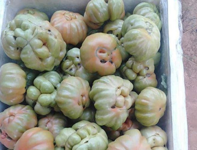 Loại quả xưa ít người biết đến, giờ thành đặc sản lạ dân thành phố thích mê vì ngon và sạch, giá 50.000 đồng/kg