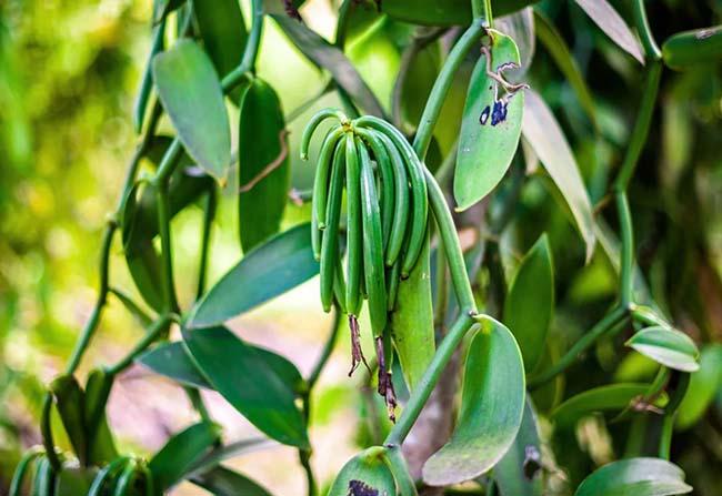 Việt Nam trồng thành công “siêu” hương liệu cho nhiều món ăn, giá bán lên tới 20 triệu đồng/kg