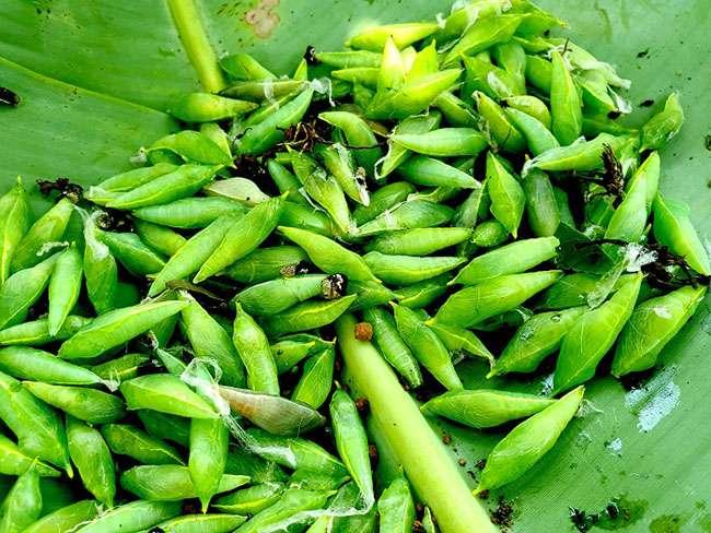 Lộc trời ẩn mình dưới lá muồng, xưa ai cũng sợ không dám ăn, giờ là đặc sản nổi tiếng cả vùng với giá 200.000 đồng/kg