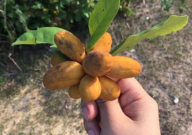 Thứ quả gắn liền với tuổi thơ trẻ con miền Trung, thử một lần nhớ mãi hương vị của nó, giá 40.000 đồng/kg