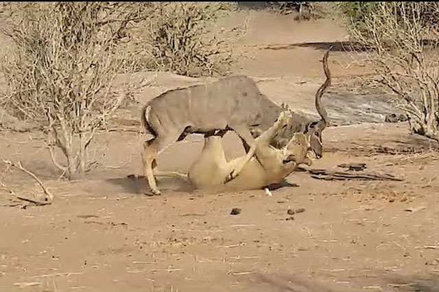 CLIP: Sư tử chật vật hạ sát linh dương Kudu ‘khủng’