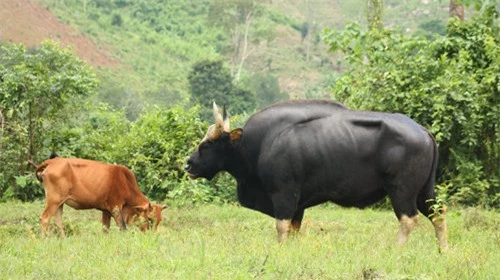 Độc lạ loài bò lớn nhất thế giới ở Việt Nam: Nặng tới 2 tấn, riêng túi mật đã lên tới 60 triệu - Ảnh 1.