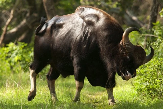 Độc lạ loài bò lớn nhất thế giới ở Việt Nam: Nặng tới 2 tấn, riêng túi mật đã lên tới 60 triệu - Ảnh 2.