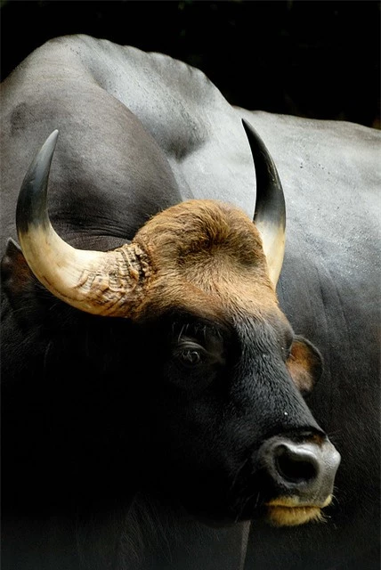 Độc lạ loài bò lớn nhất thế giới ở Việt Nam: Nặng tới 2 tấn, riêng túi mật đã lên tới 60 triệu - Ảnh 3.