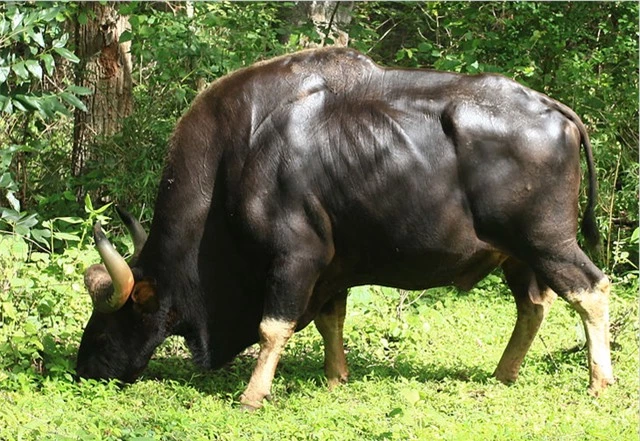 Độc lạ loài bò lớn nhất thế giới ở Việt Nam: Nặng tới 2 tấn, riêng túi mật đã lên tới 60 triệu - Ảnh 4.