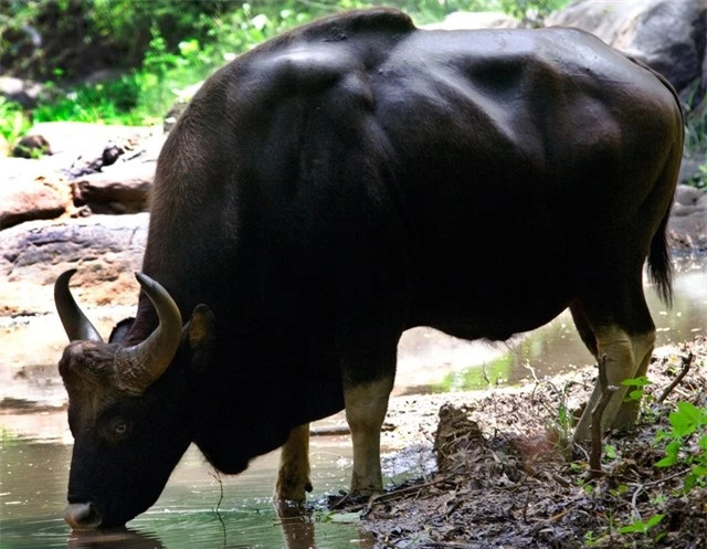 Độc lạ loài bò lớn nhất thế giới ở Việt Nam: Nặng tới 2 tấn, riêng túi mật đã lên tới 60 triệu - Ảnh 5.