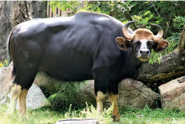 Độc lạ loài bò lớn nhất thế giới ở Việt Nam: Nặng tới 2 tấn, riêng túi mật đã lên tới 60 triệu - Ảnh 6.