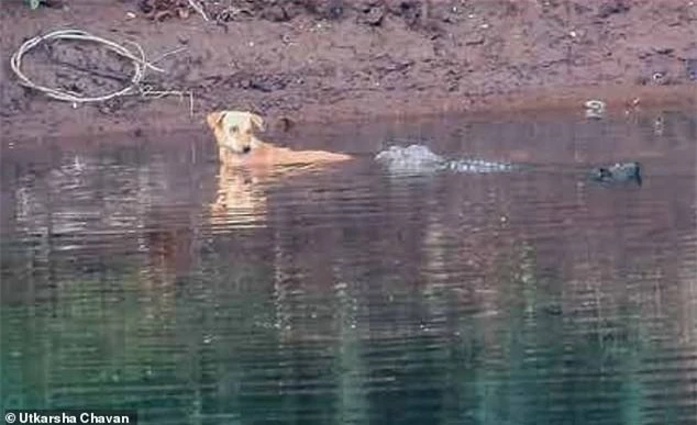 Chú chó được cá sấu đẩy vào bờ.