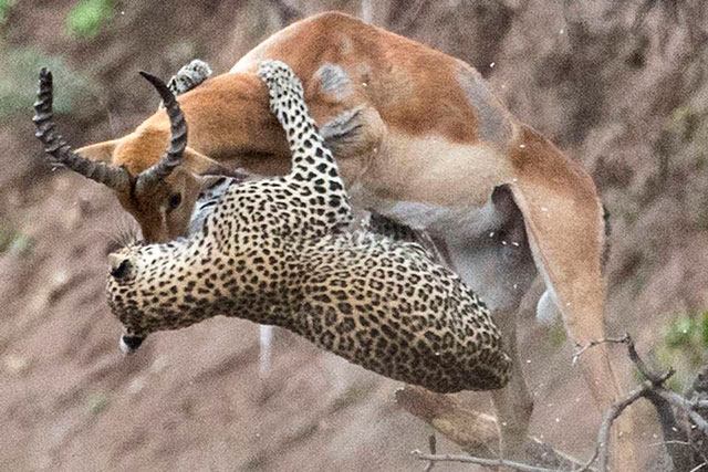 CLIP: Báo hoa mai ra đòn siêu nhanh hạ sát linh dương trong ‘một nốt nhạc’