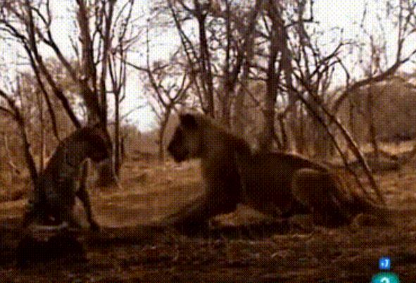 Clip: Sư tử hoảng hồn khi báo hoa mai lao ra tấn công, bất ngờ với kết quả cuộc chiến!