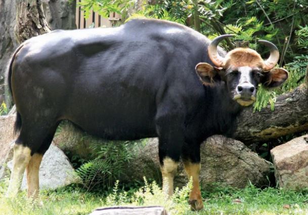Độc lạ loài bò lớn nhất thế giới ở Việt Nam: Nặng tới 2 tấn, mang nguồn gen quý hiếm