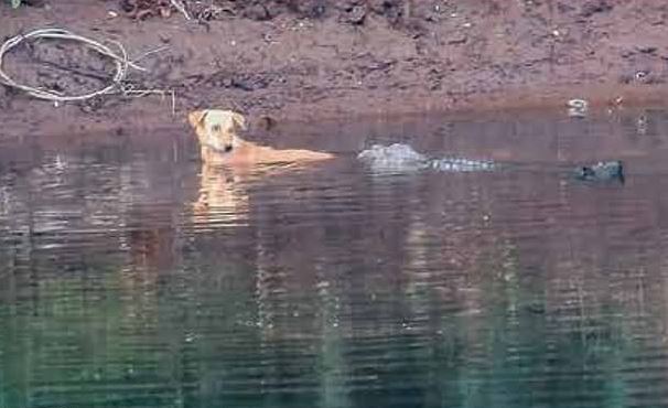 Hy hữu chó nhảy xuống nước được cá sấu cứu