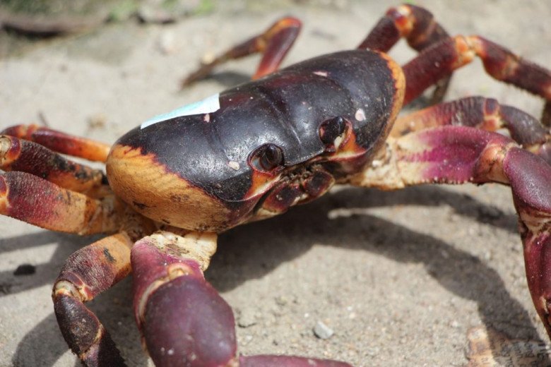 "Lộc trời" bò ra từ hang đá, nửa đêm dân rọi đèn pin bắt về bán 2 triệu/kg thành đặc sản, vừa ngon vừa bổ dưỡng