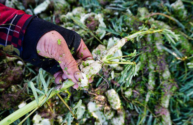 Thứ rau dại xưa mọc đầy ruộng, toàn bị nhổ bỏ nay thành đặc sản được ưa chuộng đến lạ, 90.000 đồng/kg