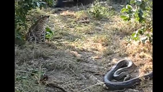 Clip: Tưởng mồi ngon, báo hoa mai hốt hoảng tháo lui vì đụng phải kẻ ăn thịt đáng sợ