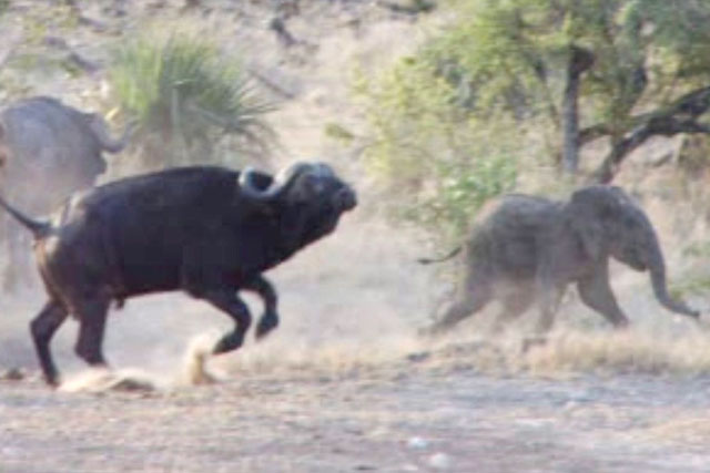 CLIP: Thấy voi con bị sư tử bắt, trâu rừng liền lao tới giải cứu khó tin