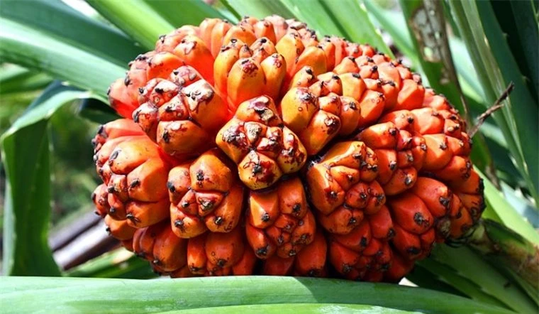 1 loại cây dại mọc đầy ở Việt Nam là “thuốc chống ung thư tự nhiên”, hạ đường huyết hiệu quả - Ảnh 2.