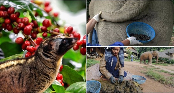 Cà phê được ‘phù phép’ bằng phân động vật: Việt Nam có loại giá 70 triệu đồng/kg, hương vị đặc trưng ‘có một không hai’