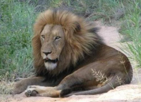 Tại sao con người thường ăn thịt động vật ăn cỏ mà ít ăn thịt động vật ăn thịt?