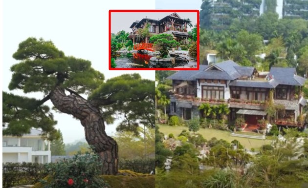 Biệt thự 3.000m2 của Phó chủ tịch FPT với 'hạm đội thông' bạc tỷ: Thái Thượng Hoàng 700 tuổi