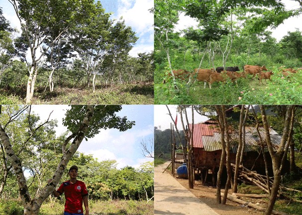 Ngôi làng ở Việt Nam trồng loại gỗ đắt nhất thế giới: Trị giá hơn trăm tỷ đồng, cả làng quyết không bán