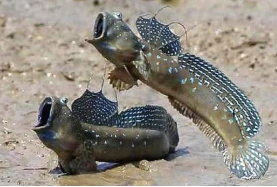 Loài động vật 'số nhọ' nhất thế giới, mất 300 triệu năm 'trèo' từ đại dương lên đất liền giờ đã trở thành cao lương mỹ vị