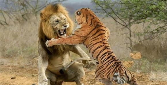 hổ và sư tử, sư tử, loài vật nào mạnh hơn