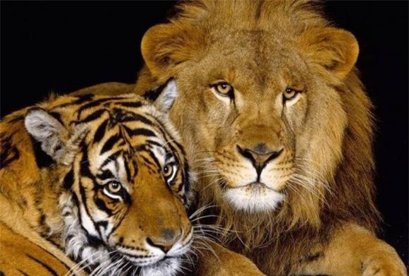 hổ và sư tử, sư tử, loài vật nào mạnh hơn