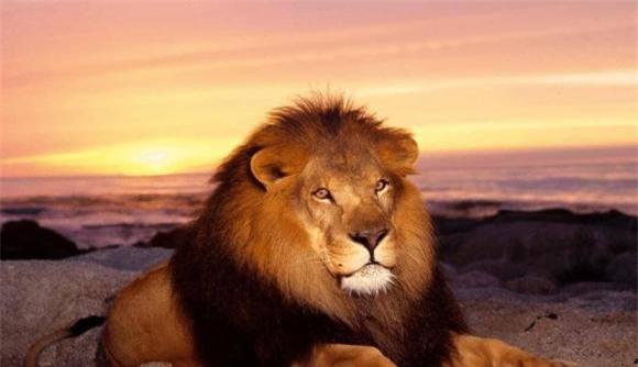 hổ và sư tử, sư tử, loài vật nào mạnh hơn