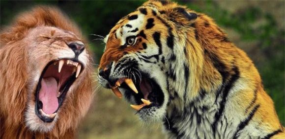 hổ và sư tử, sư tử, loài vật nào mạnh hơn