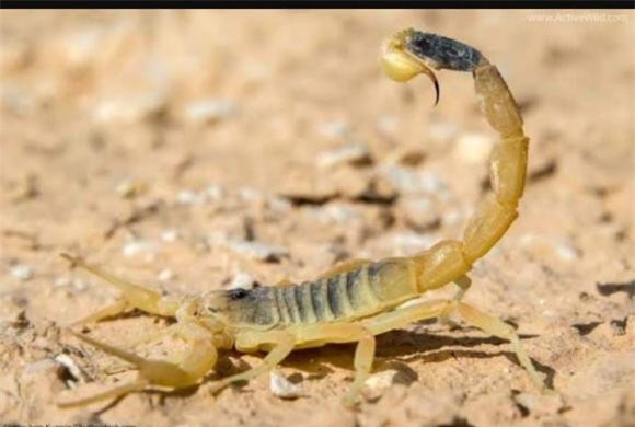bo-cap (1).jpg 1  bọ cạp Deathstalker, nọc độc, bọ cạp