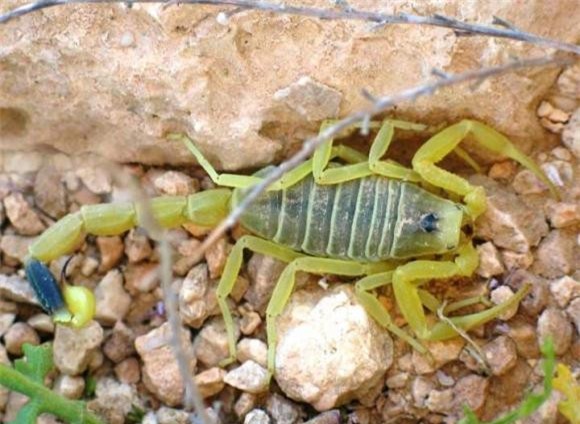 bo-cap (1).jpg 7  bọ cạp Deathstalker, nọc độc, bọ cạp