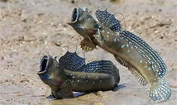 1-loai-ca-tien-hoa-dac-biet-ngoisaovn-w641-h384 4 loài cá đặc biệt, cá lon mây, tiến hóa