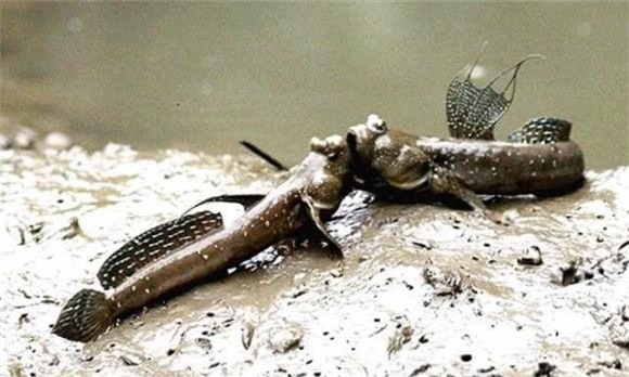 2-loai-ca-tien-hoa-dac-biet-ngoisaovn-w641-h385 3 loài cá đặc biệt, cá lon mây, tiến hóa